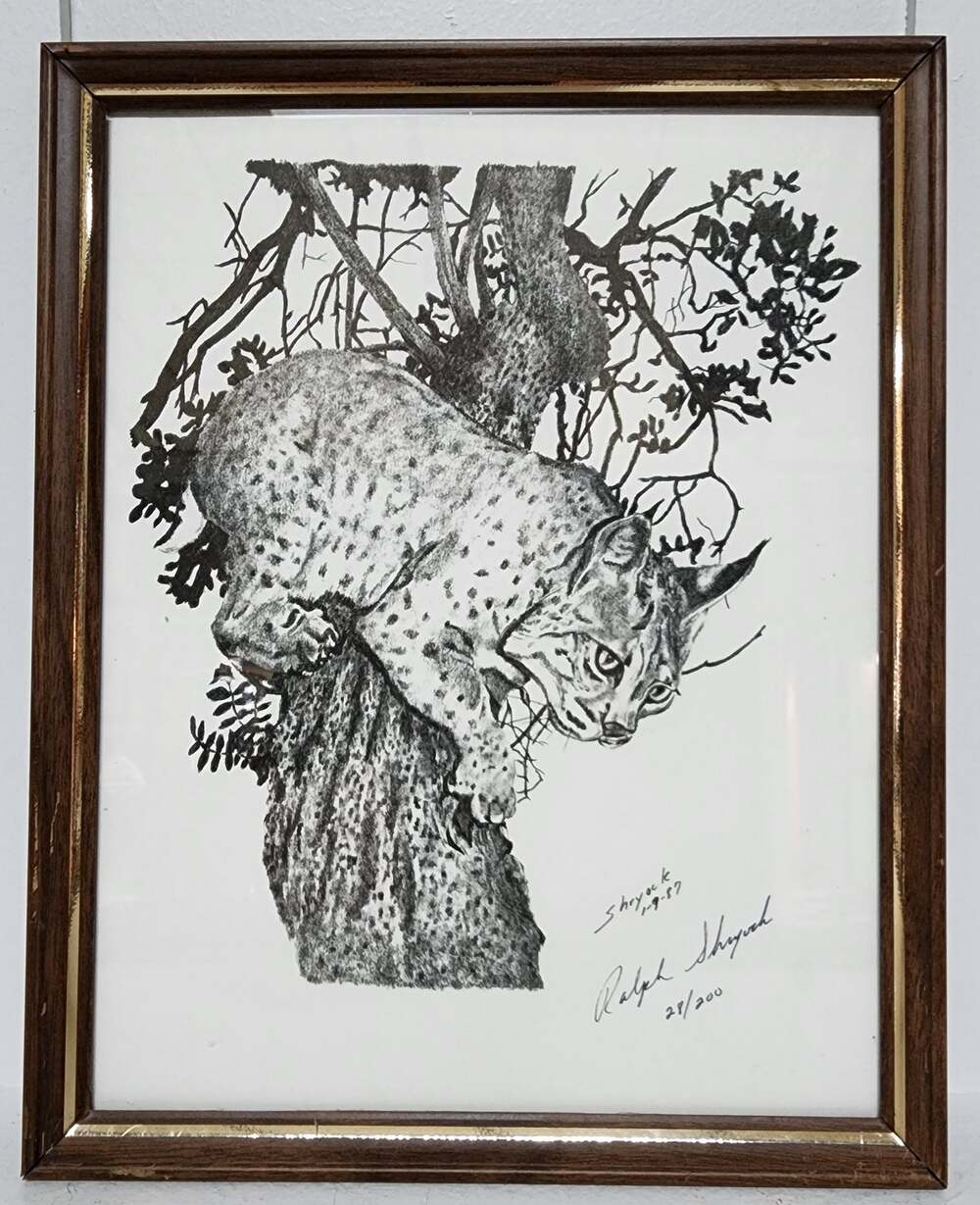 1987 Ralph Shryock Wildlife Print 28/500 Signed Framed Bobcat Drawing 8x10